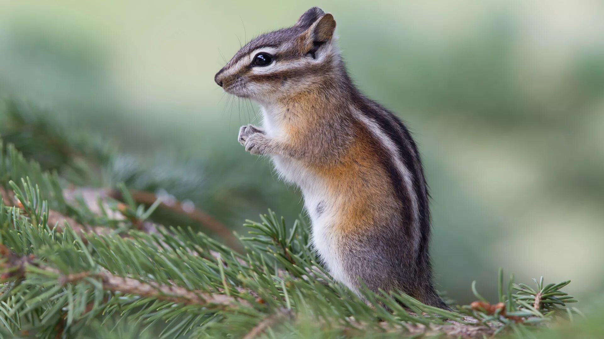 грызуны в еловом лесу. белка на сосне. бурундук сибирский среда обитания. рыжая хвоя. лесные звери.