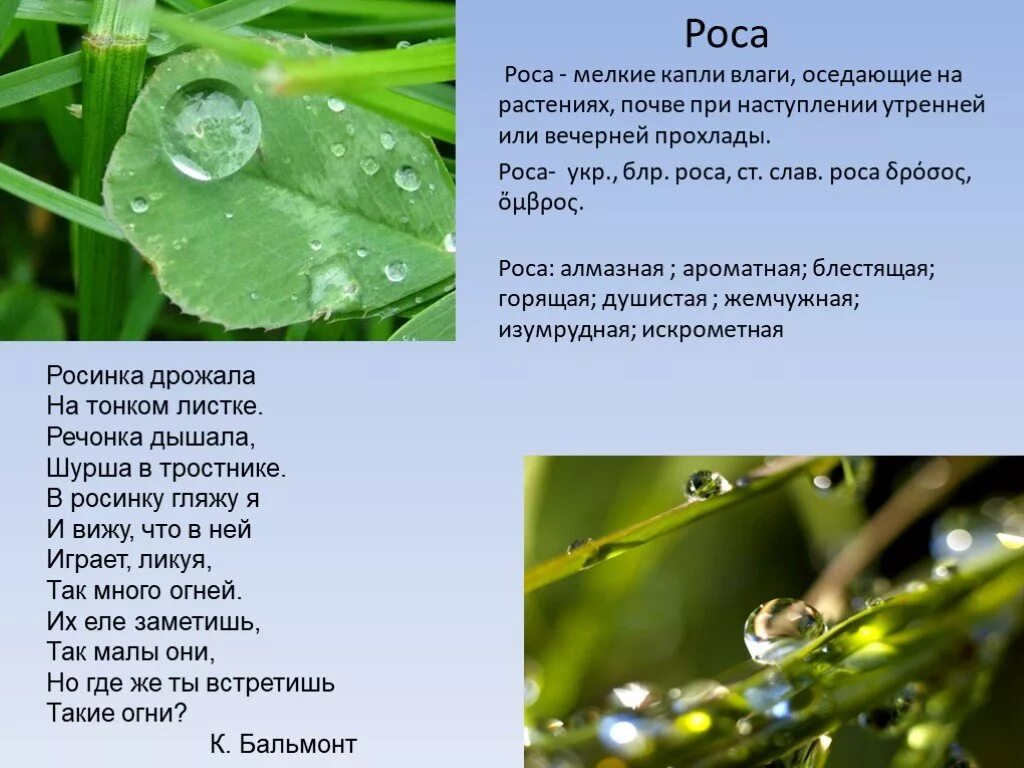 Стихотворение про росу. Бальмонт Росинка стихотворение. Стихотворение Росинка. Мелкие капли влаги на растениях. Слово утренняя роса