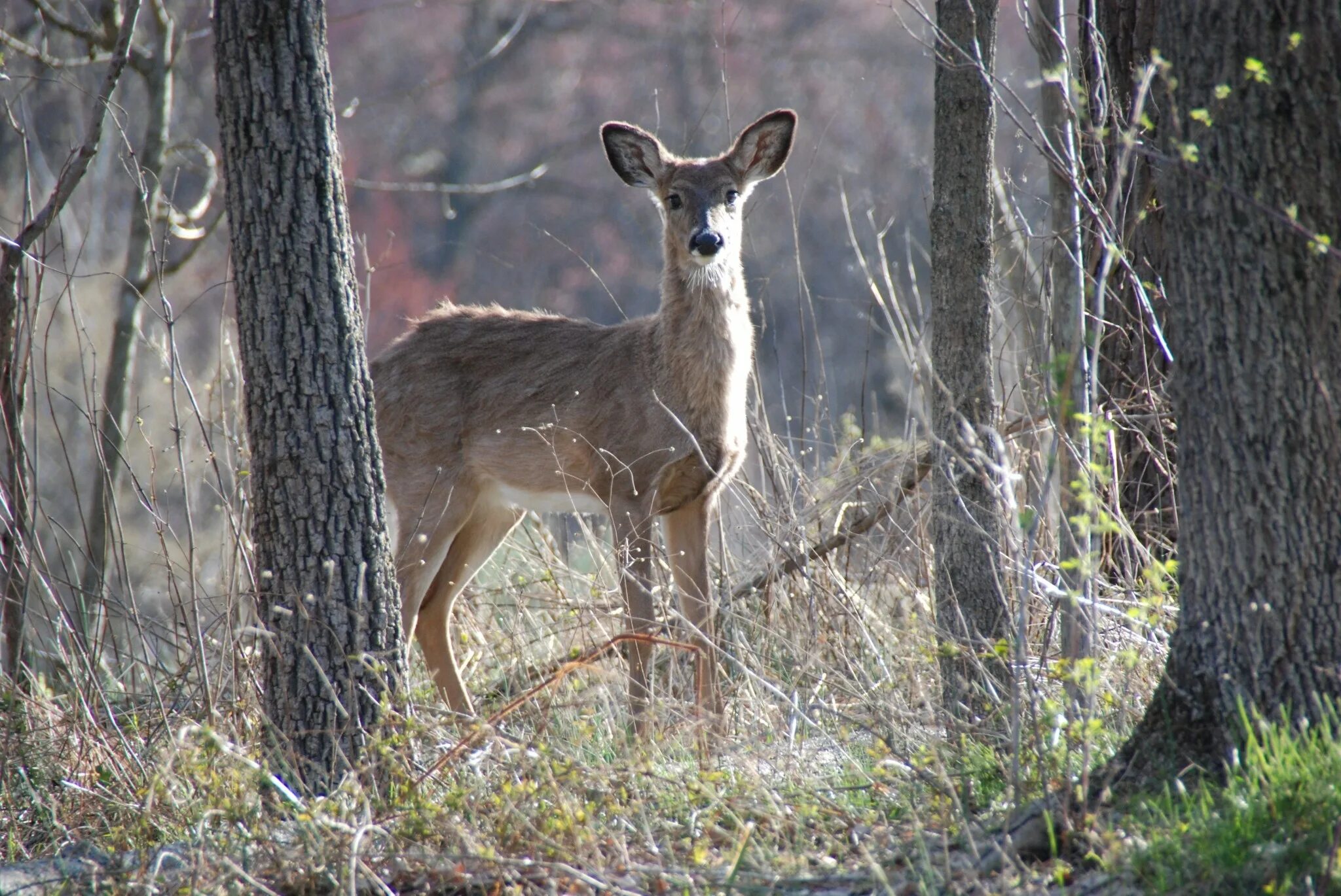 Нью Форест олени. Kiyik ovi. Deer marie