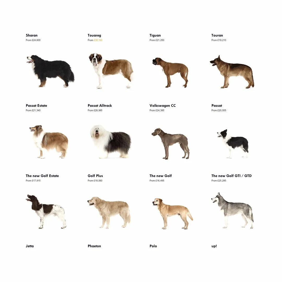 Выберите породы. Породы собак с фотографиями и названиями. Рекомендации по выбору породы собаки. Какие породы собаки есть в пределах 5 тысяч. Dog species.