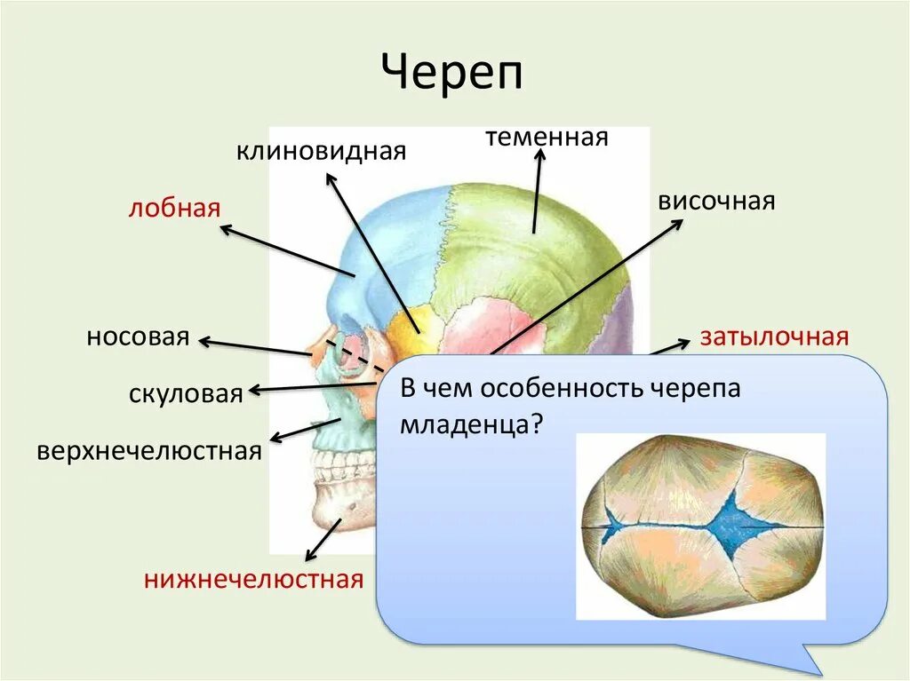 Теменная и затылочная кости тип соединения. Швы черепа человека. Лобно-теменной шов черепа. Клиновидно-лобный шов черепа.