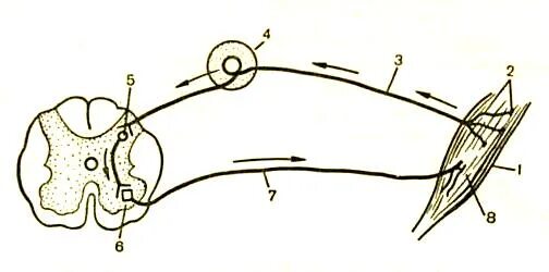 Полисинаптическая рефлекторная дуга. Подпишите звенья рефлекторной дуги мигательного рефлекса. Полисинаптическая рефлекторная дуга соматического рефлекса. Рис 18 рефлекторная дуга мигательного рефлекса. Https studfiles net preview page 2