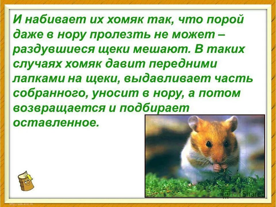 Хомячок текст. Рассказ про хомяков. Рассказ про хомячка. Сочинение про хомячка. Сочинение про хомяка.