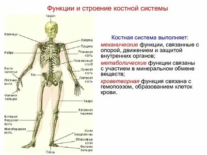 Скелетная система человека органы и функции