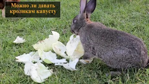 Можно декоративному кролику давать капусту