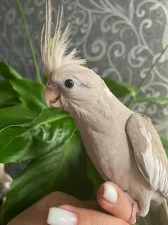 Жемчужная корелла
