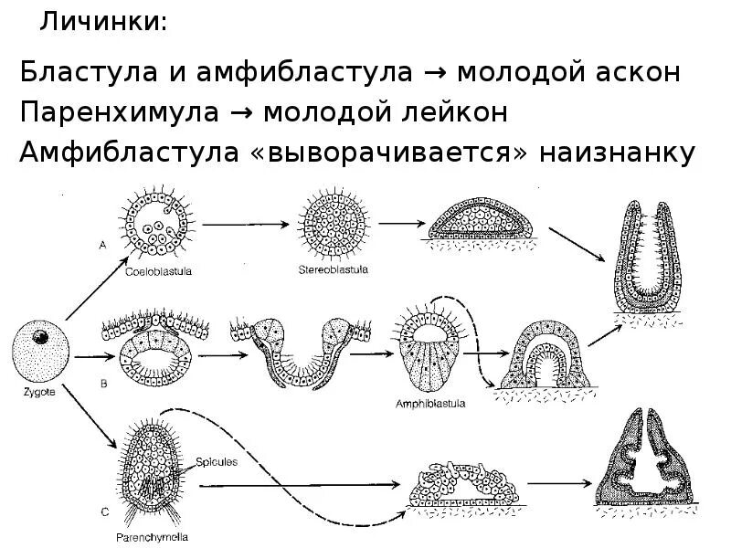 Личинка половое размножение. Личинка губки амфибластула. цикл развития губок. тип губки жизненный цикл. личиночная стадия развития губок.