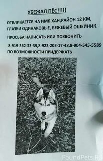 Что делать если нашли собаку