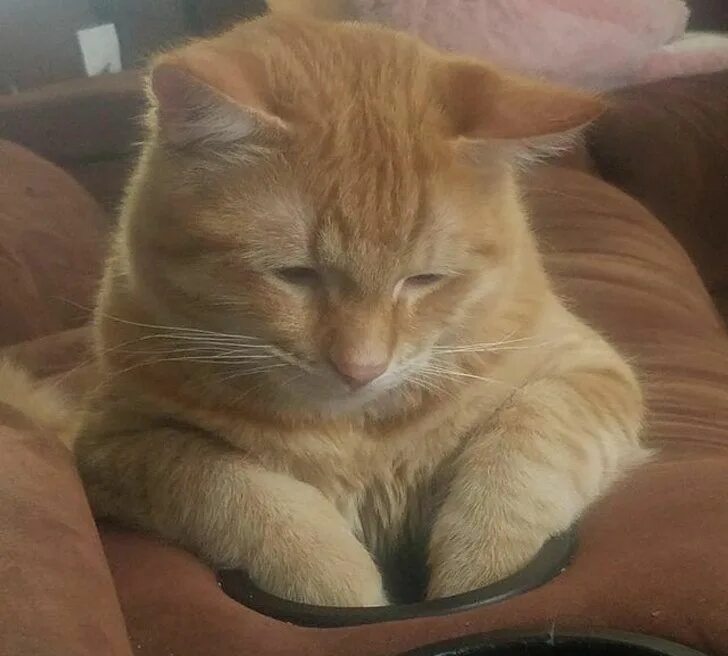 He upset because his cat got