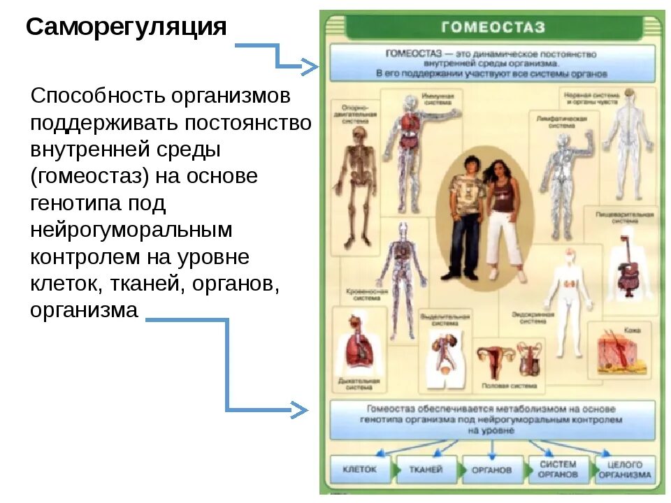 Пример саморегуляции у растений. Саморегуляция живых организмов. Саморегуляция свойство живого. Саморегуляция это в биологии. Саморегуляция физиологических функций.