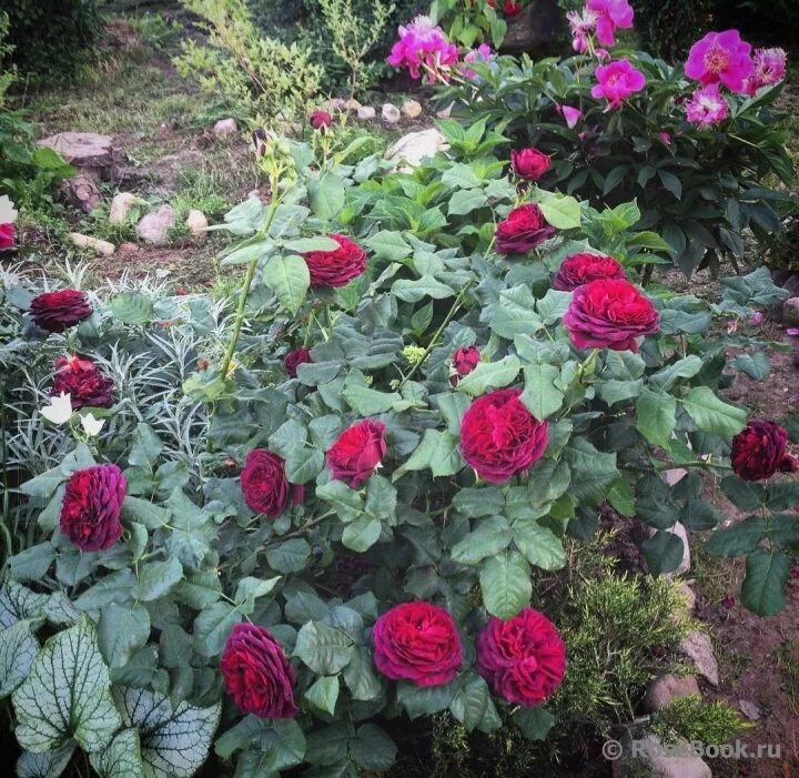 роза графиня харденберг. графиня-фон-харденберг шраб роза. роза графиня астрид. Von hardenberg. роза графиня харденберг.