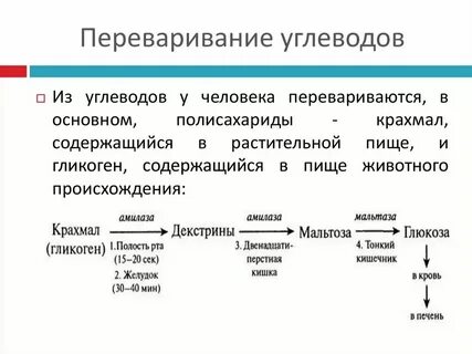 Обработка ферментами расщепление пищи