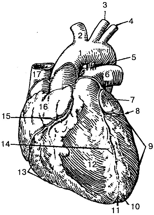 Обозначьте рисунок строение сердца. Строение сердца снаружи и спереди. Внешнее строение сердца анатомия схема. Строение сердца (вид спереди, сбоку).. Сердце вид спереди анатомия.