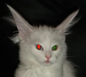 У кота красные глаза