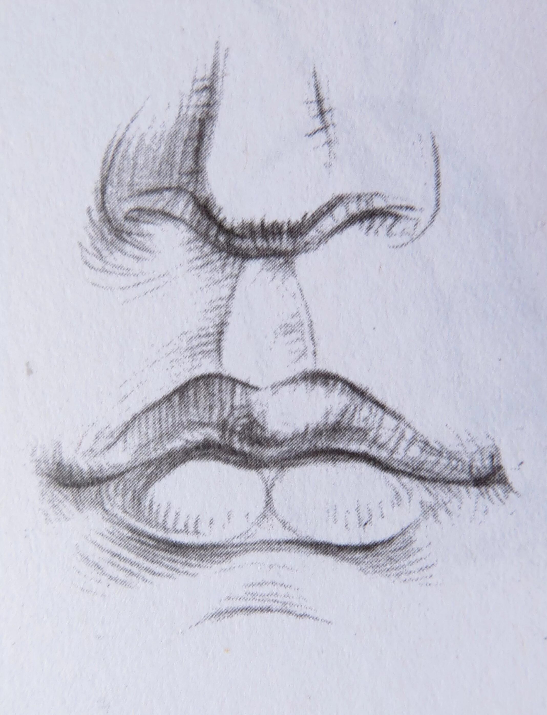 Рисование носа глаз и губ карандашом. Рисование частей лица. Рисование носа. Реалистичные губы карандашом. Красивый женский подбородок.