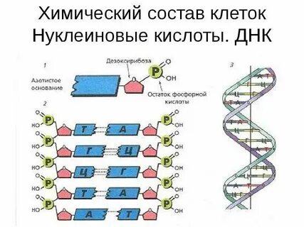 По химическому составу днк содержащие
