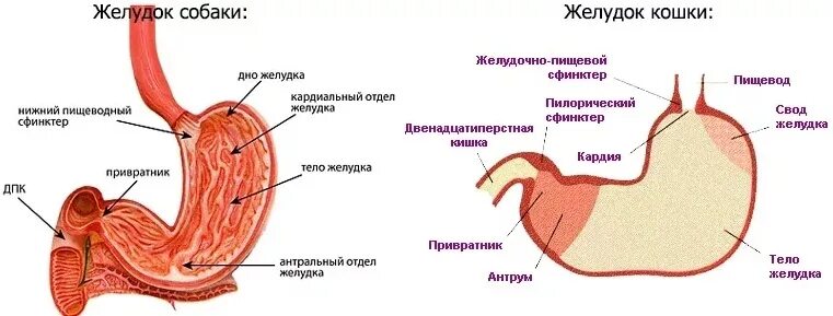 Пищевод кошки. Строение желудка собаки анатомия. Строение желудка кошки анатомия. Желудок собаки анатомия. Анатомическое строение желудка собаки.