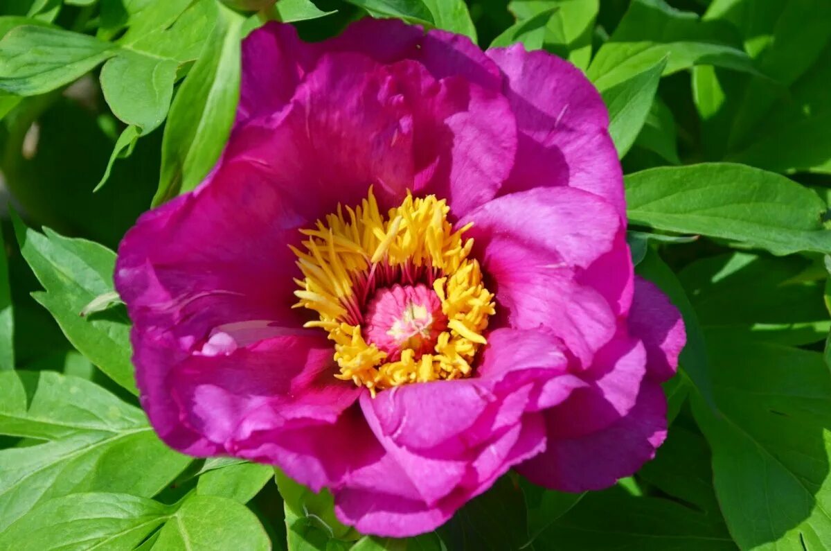 Пион мэй лилак. Пион morning lilac. Пион морнинг лилак ито. Пион ито монинг лилак. Пион лилак.