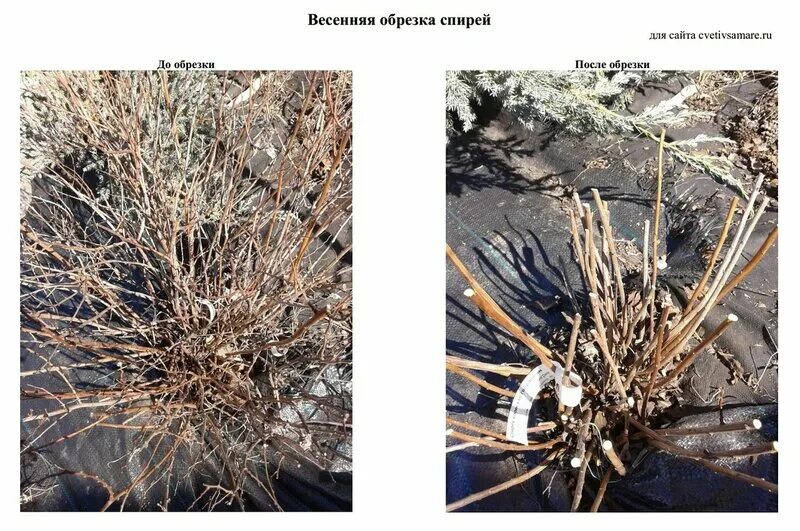 Обрезка спиреи весной после зимы. Весенняя обрезка спиреи японской. Спирея японская обрезка весной. Спирея обрезать весной. Спирея обрезанная.