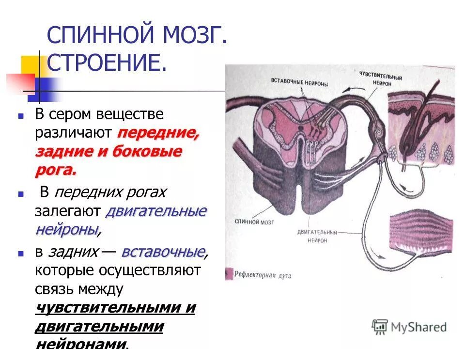 строение спинного мозга передние и задние рога. структуры белого вещества спинного мозга. нейроны передних рогов спинного мозга альфа мотонейроны. спинной мозг рона и канатики. боковые рога какие нейроны.