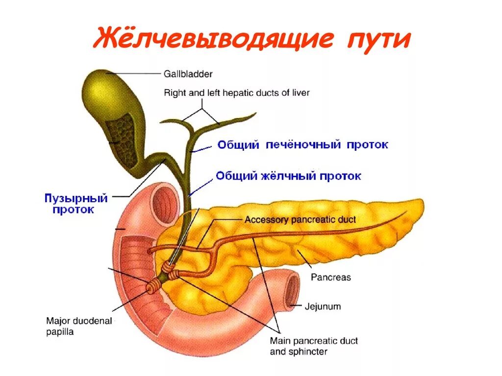 Схема строения желчных протоков. Протоки желчного пузыря схема. Желчный пузырь и желчные пути строение. Строение пищеварения желчный пузырь.