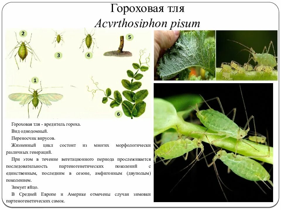 Тля тип развития. Тля гороховая (acyrthosiphon pisum. гороховая тля личинка. развитие тли. насекомые вредители презентация.