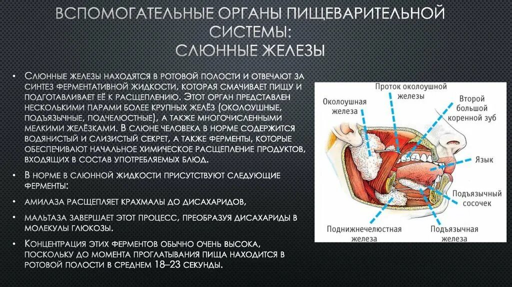 Пищеварительная система слюнные железы. Органы пищеварения слюнные железы. Слюнные железы в пищеварении.
