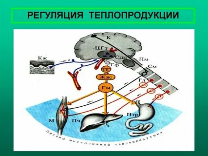 Схема регуляции человека