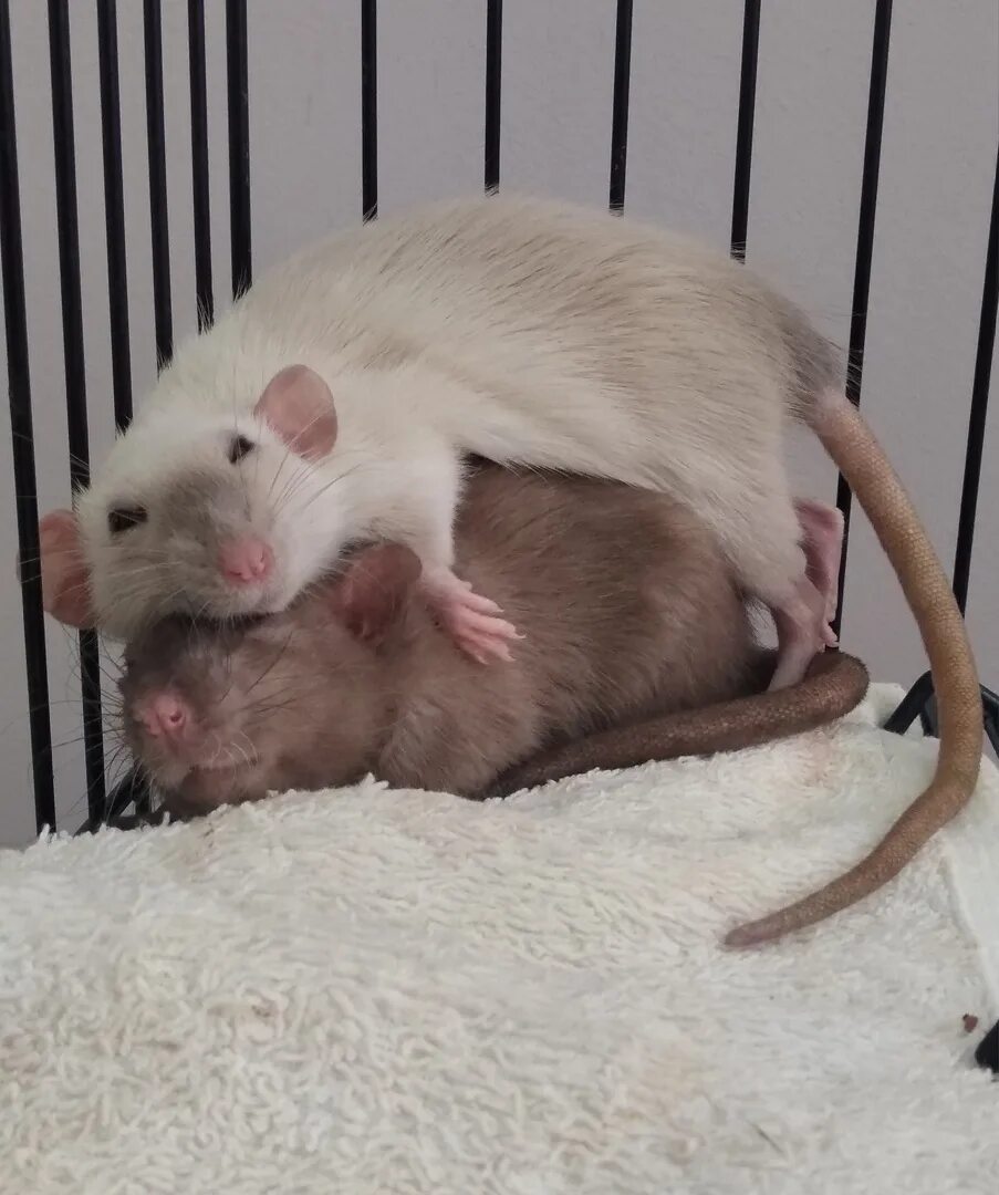 Декоративные крысы сиам дамбо. Сиамская крыса. Сиамские крысята дамбо. Крыса породы сиамская дамбо. Крыса дамбо сиамская.