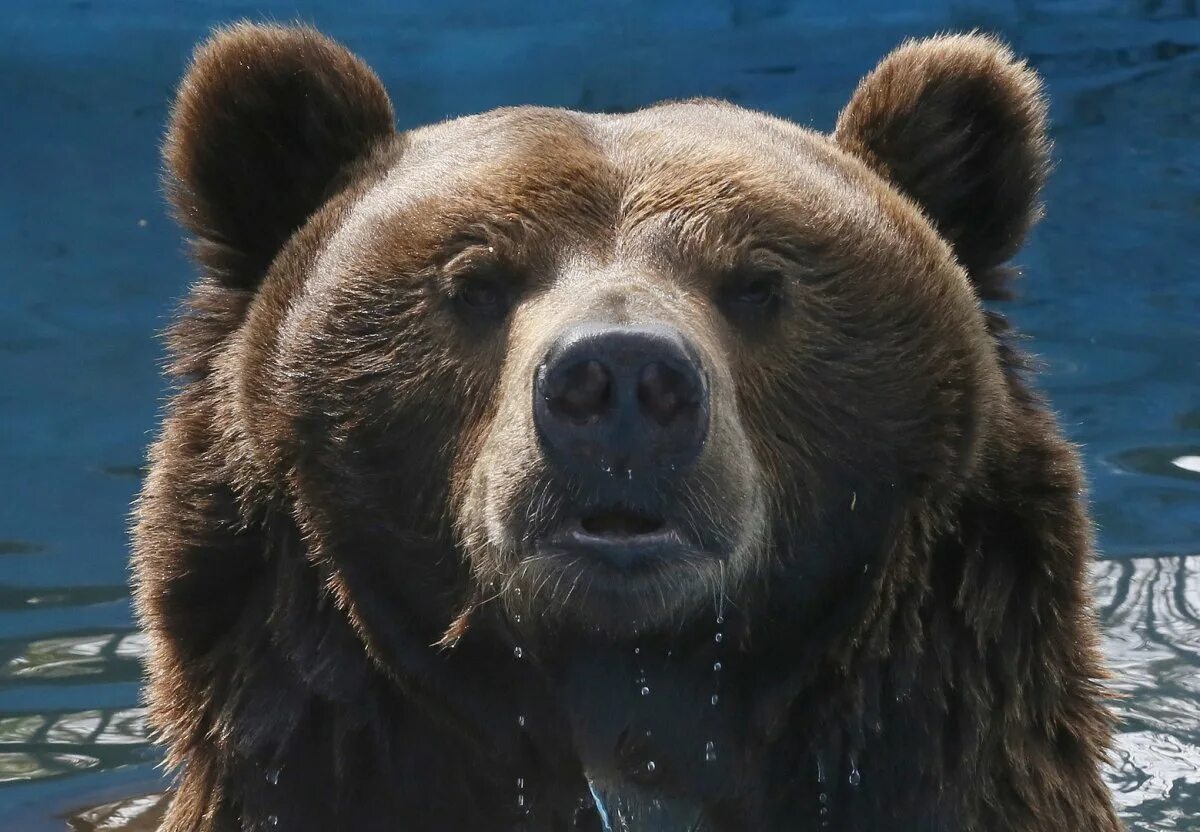 Какая голова у медведя. Северная Америка медведь Гризли. Гризли североамериканский бурый медведь. Морда медведя. Бурый медведь морда.