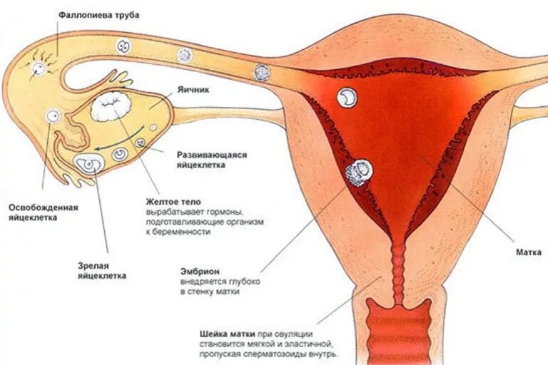 Месячный женщина сколько дней. Движение яйцеклетки в матку блок схема. Что такое овуляция у женщин. Яйцеклетка женщины. Болит грудь после овуляции.