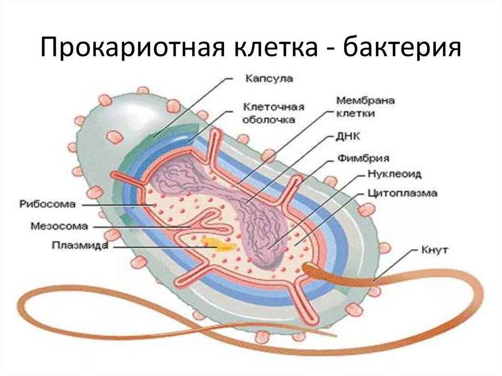 Модель строения бактериальной клетки. Строение бактериальной клетки строение бактериальной клетки. Составляющие бактерии. Схема строения бактериальной клетки. Структура бактериальной клетки микробиология.