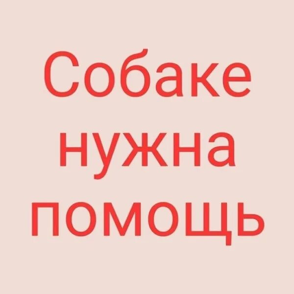 Нужно помочь собаке. Срочно нужна помощь собаке. Срочно нужна помощь сбитой собаке. Собаке нужна помощь картинки. Собака в беде срочно нужна помощь.