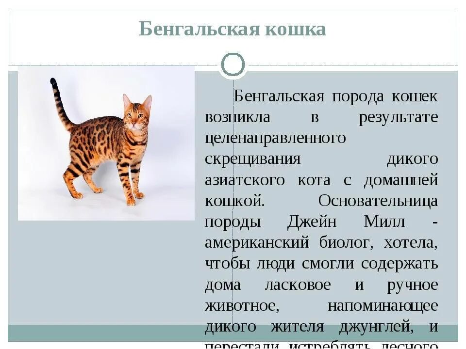Бенгальская кошка характер отзывы. Сообщение о бенгальской кошке. бенгальская кошка информация. бенгальская кошка презентация. рассказ про бенгальского кота.