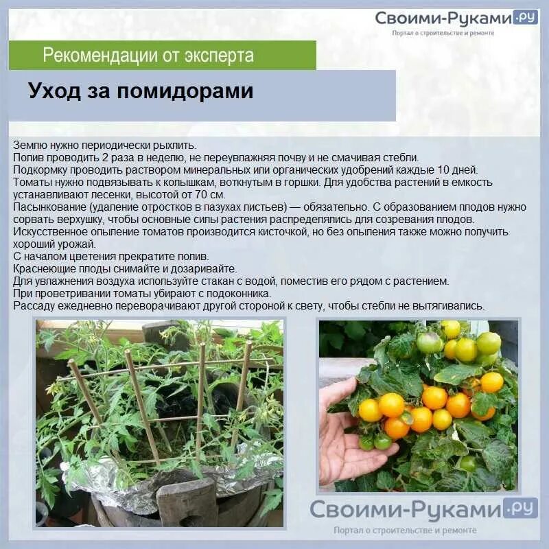 Сколько земли нужно помидорам