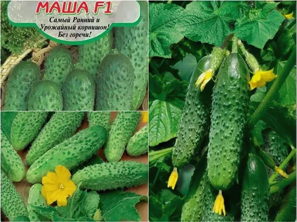 Огурцы маша ф1 описание сорта фото отзывы