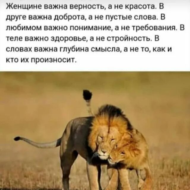 Почему львы не любят