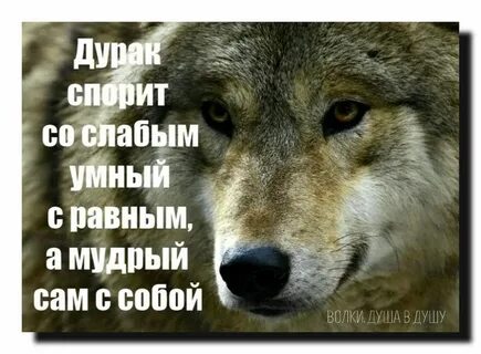 Волки мудрые слова