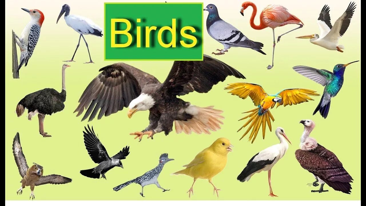 Про птиц на английском
