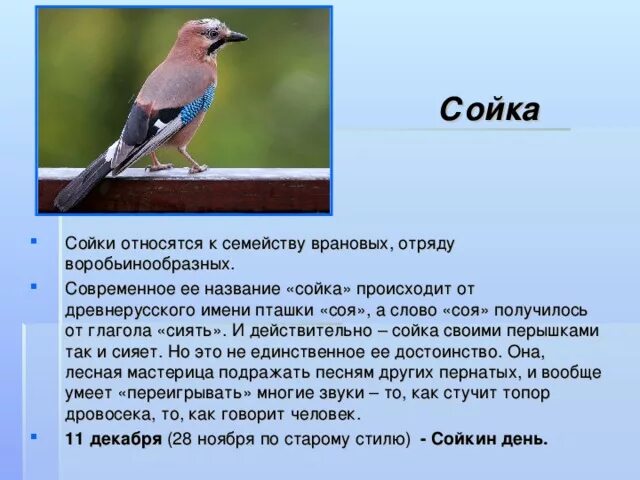 Преудивительная у нас водится птичка основная мысль. Сойка доклад 4 класс. Описание птиц. Сойка краткая информация. Доклад про сойку.