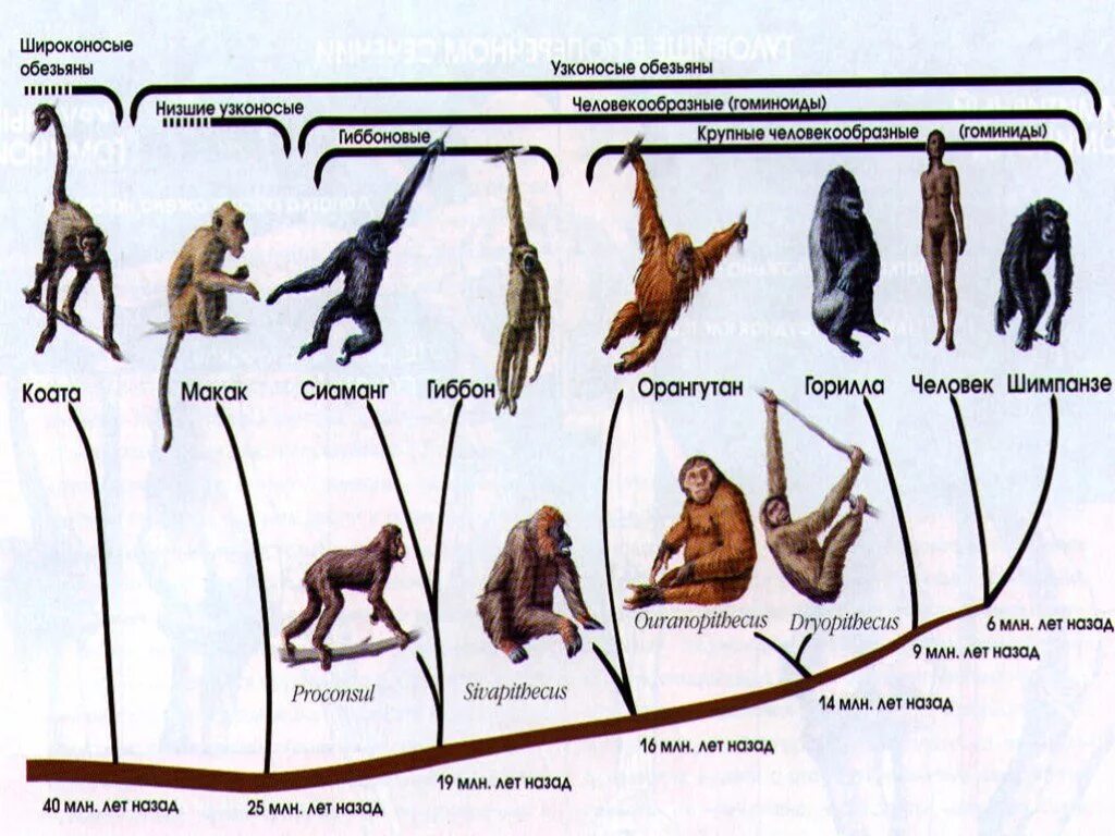 Эволюция человека таблица по биологии 9 класс. Схема эволюции приматов биология 11 класс. Эволюция человекообразных обезьян таблица. Схема эволюционного развития приматов. Таблица Эволюция человека, Эволюция приматов 9 класс.