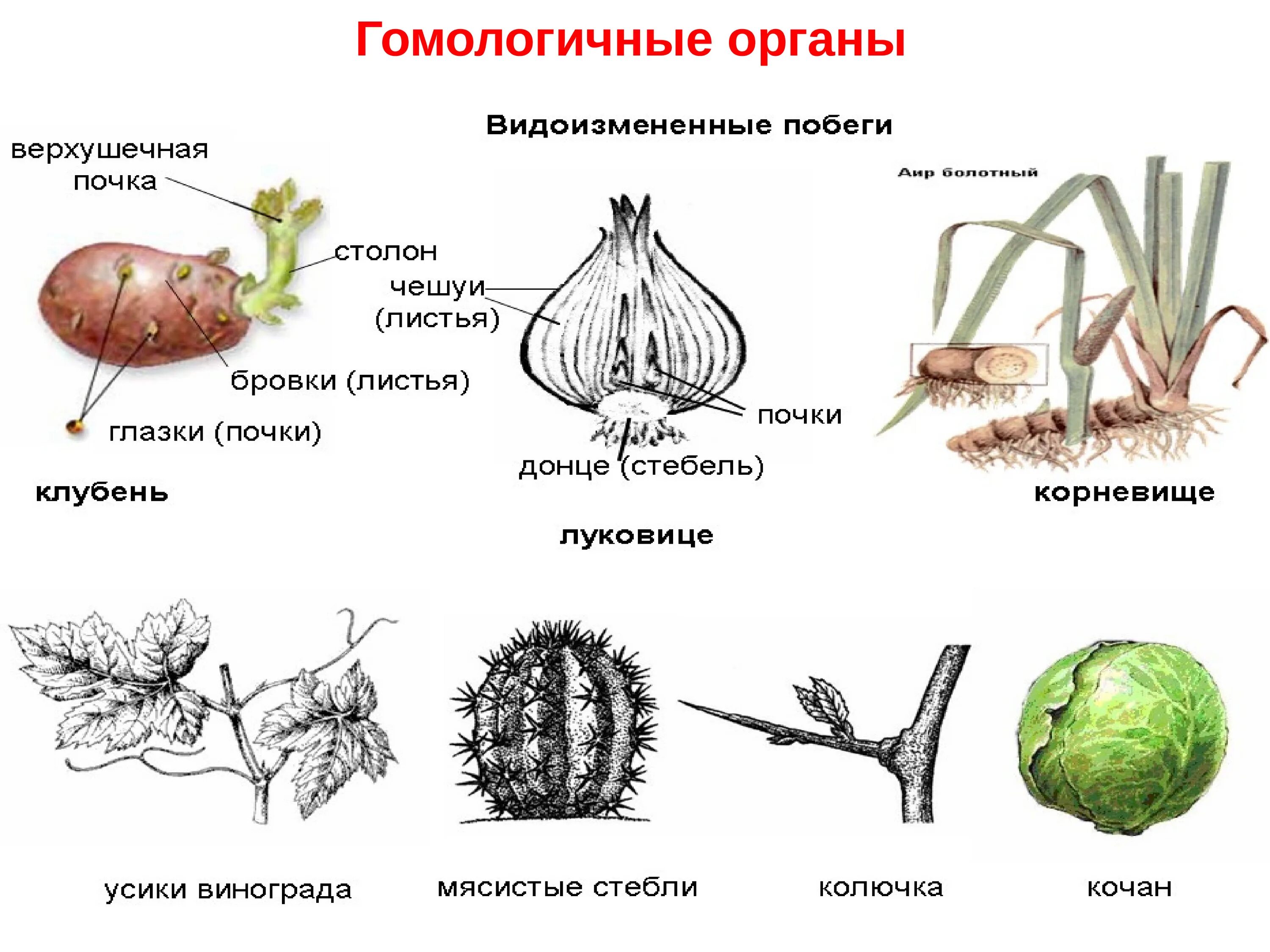 Видоизменение побегов 6 класс тест. Гомологичные органы растений примеры. Аналогичные и гомологичные органы растений. Гомологические органы у растений. Гомологические органы и аналогичные органы.