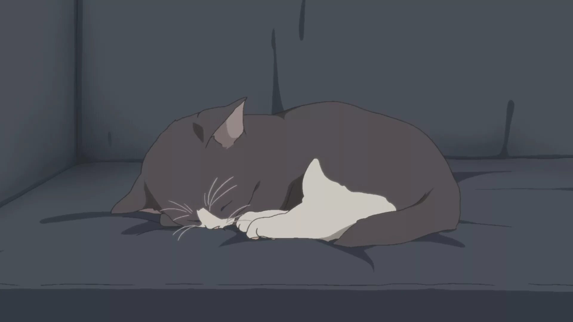 Sad cat animation