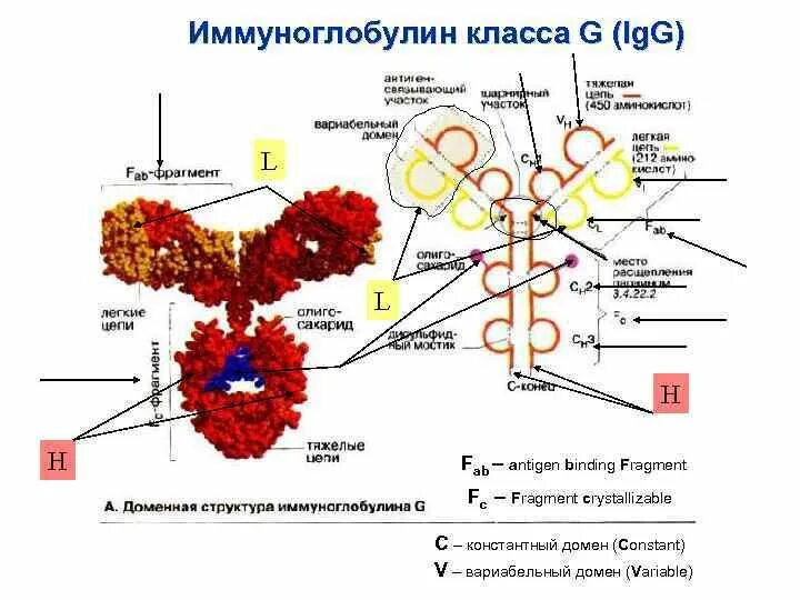 Определение иммуноглобулинов g. Иммуноглобулины класса IGG это. Строение иммуноглобулина Джи. Иммуноглобулин g. IGG антитела иммунология.