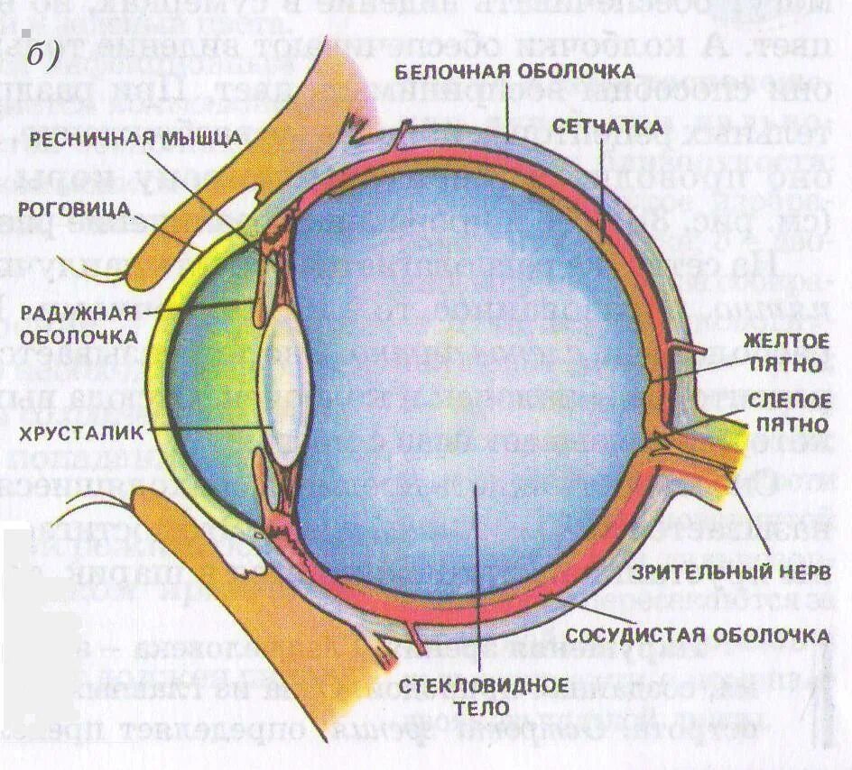 1 орган зрения строение. Зрительный анализатор желтое пятно. Строение оптического аппарата зрительного анализатора. Зрительный анализатор строение и функции анатомия. Сетчатка сосудистая белочная оболочки глазного.