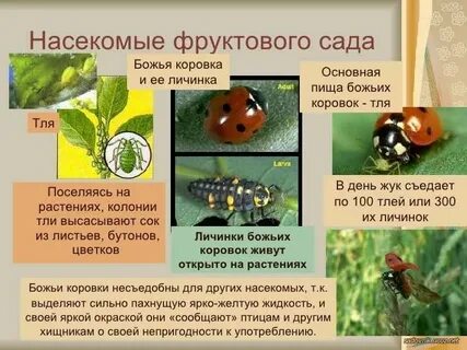 Полезные насекомые