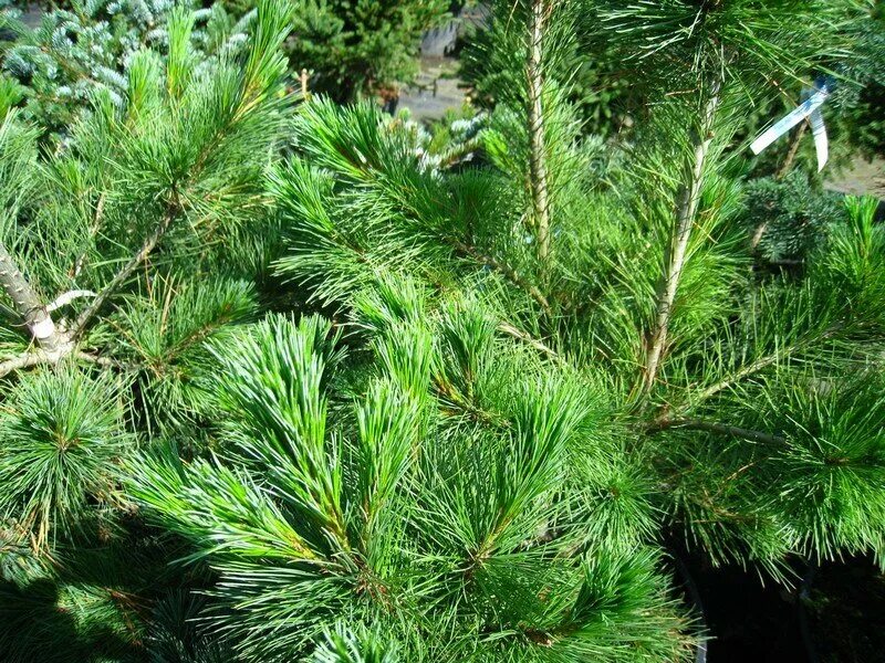 40 сортов хвойных. Сосна румелийская. Pinus peuce. Сосна гималайская Валлиха. Pinus peuce сосна румелийская видовая.