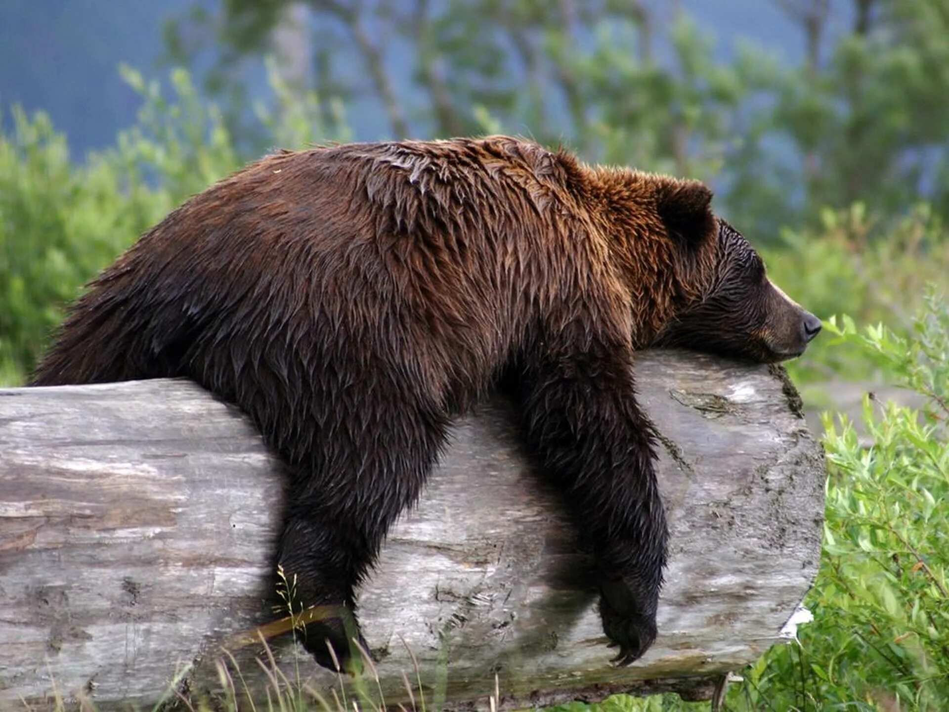 Sleeping bears