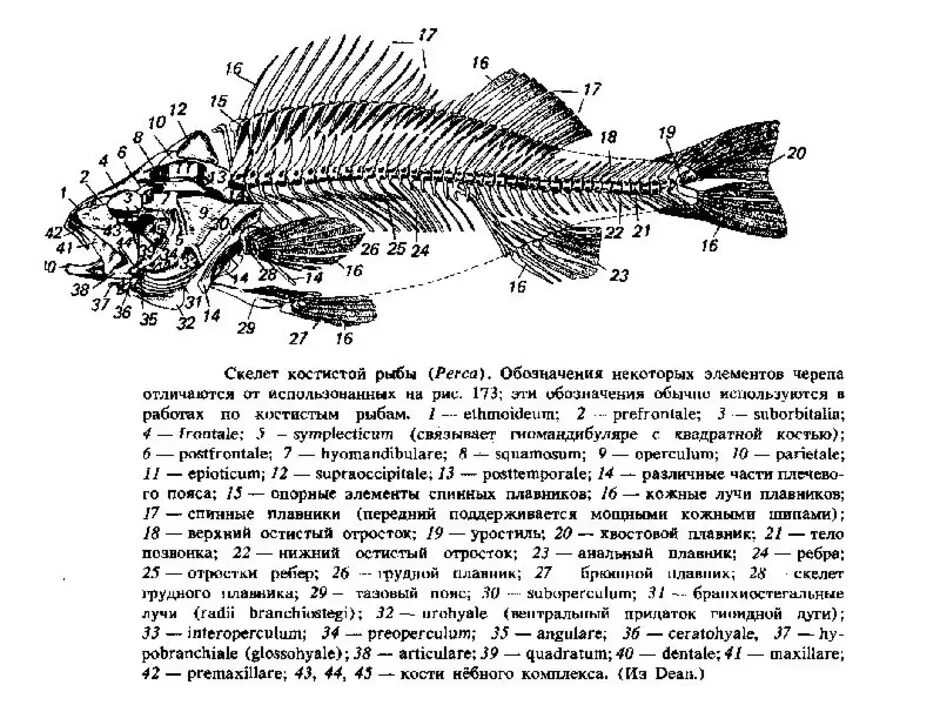 Строение костистой рыбы окуня. Строение скелета костистой рыбы. Осевой скелет костистой рыбы. Строение скелета костных рыб. Череп костной рыбы
