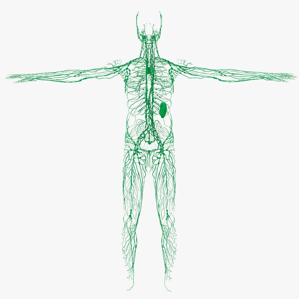 Лимфатическая система 3д атлас. Лимфатическая система человека. Лимфатическая система 3д. 3. Лимфатическая система. Рисунок лимфатической системы